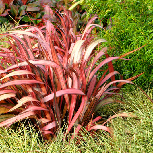 Phormium 'Maori Maiden'