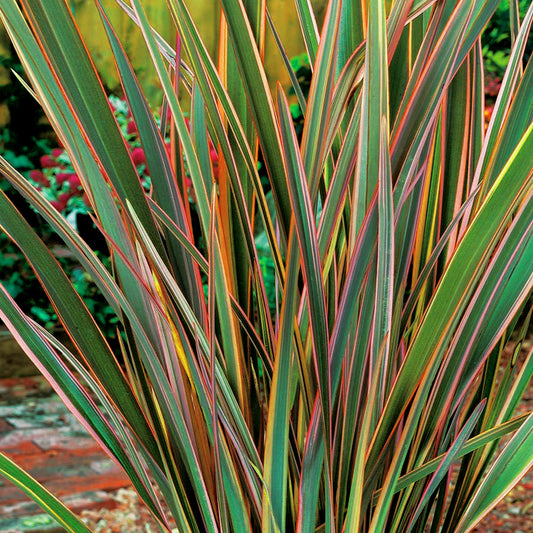 Phormium 'Maori Queen'