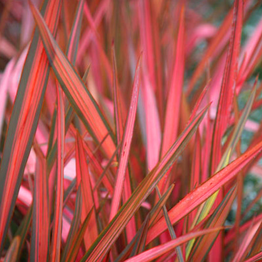 Phormium 'Maori Sunrise'