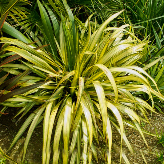 Phormium 'Yellow Wave'