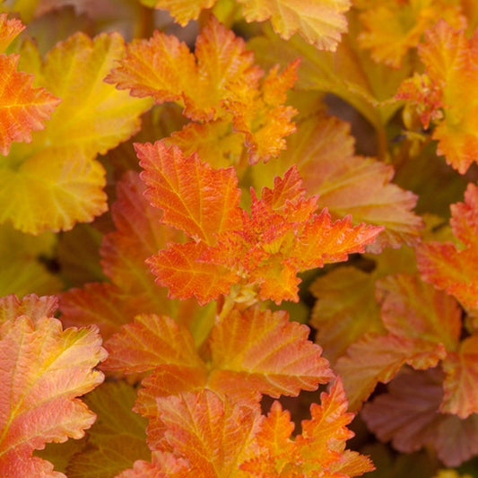 Physocarpus 'Burning Embers'