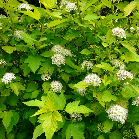 Physocarpus 'Dart's Gold'