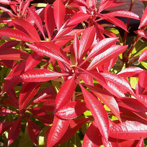 Pieris 'Forest Flame'