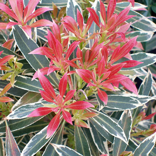 Pieris 'Flaming Silver'