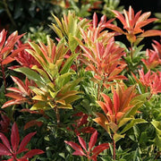 Pieris 'Mountain Fire'