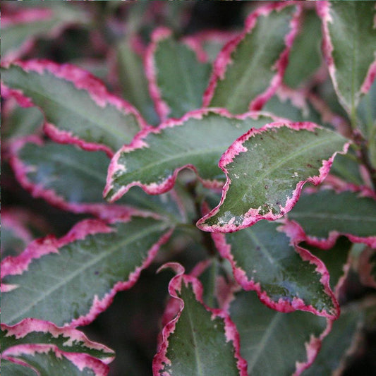 Pittosporum 'Elizabeth'