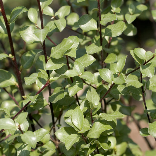 Pittosporum 'Oliver Twist' Set