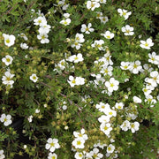 Potentilla 'Abbotswood'