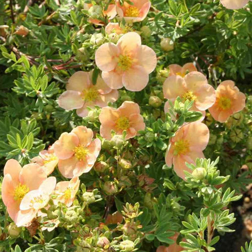 Potentilla 'Daydawn'