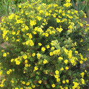 Potentilla 'Goldfinger'