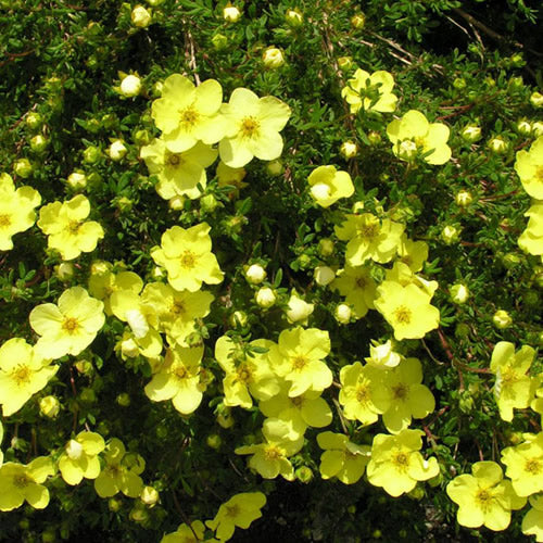 Potentilla 'Goldstar'