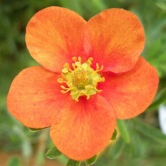 Potentilla 'Hopleys Orange'