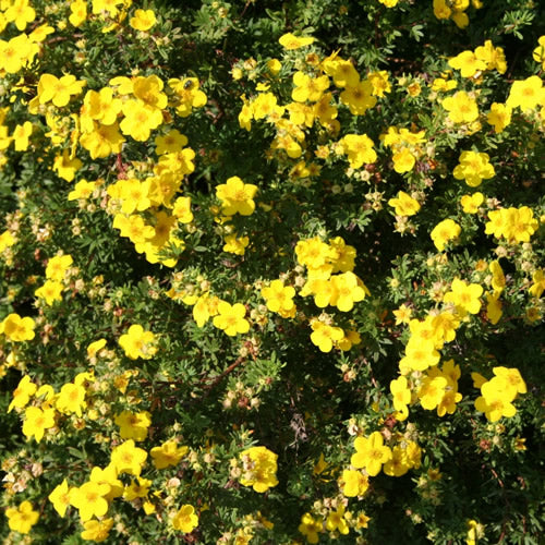 Potentilla 'Katherine Dykes'