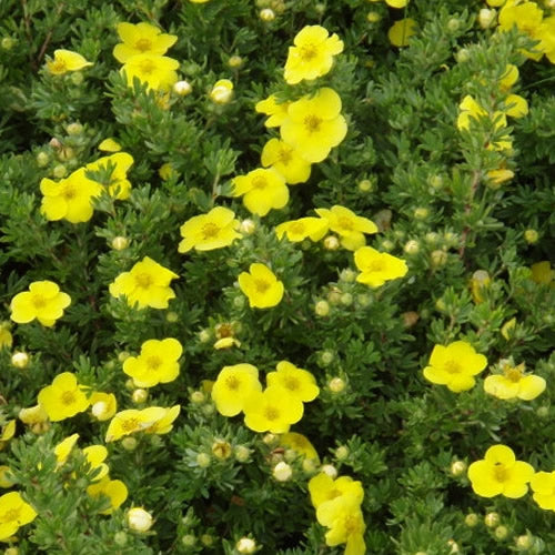 Potentilla 'Kobold'