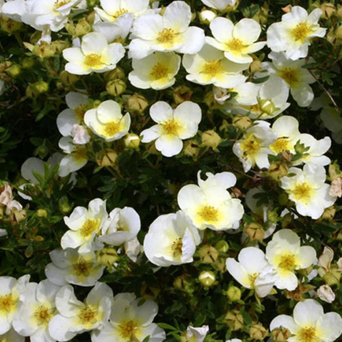 Potentilla 'Limelight'