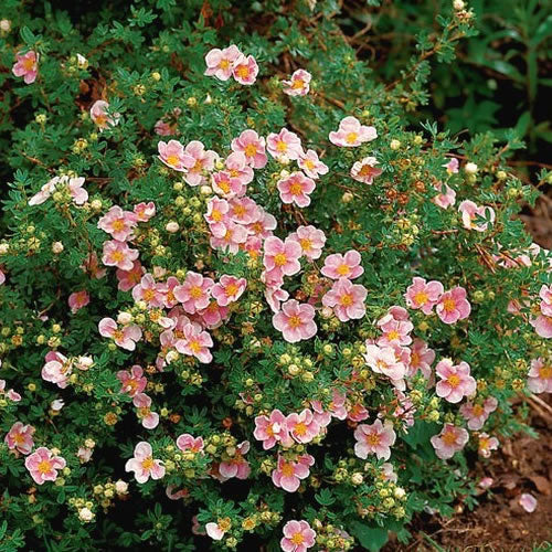 Potentilla 'Pink Beauty'