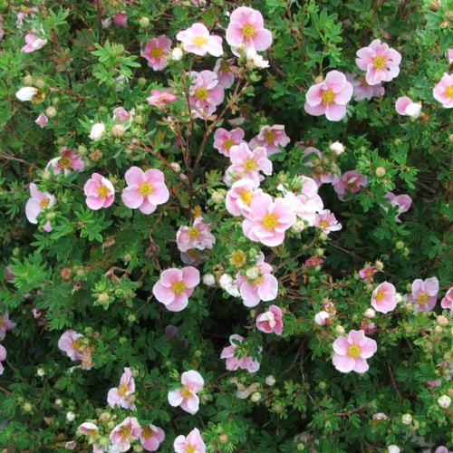 Potentilla 'Princess'