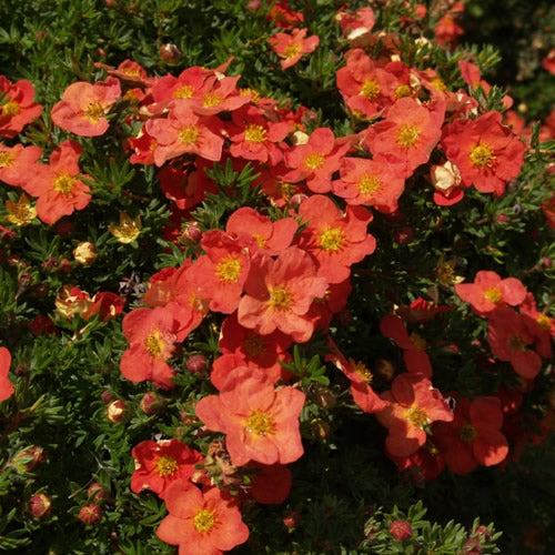 Potentilla 'Marian Red Robin'