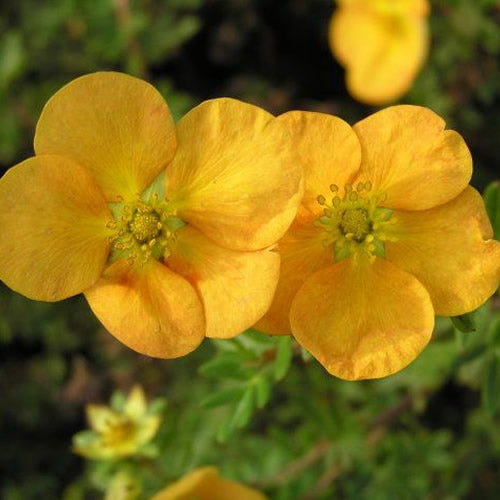 Potentilla 'Tangerine'