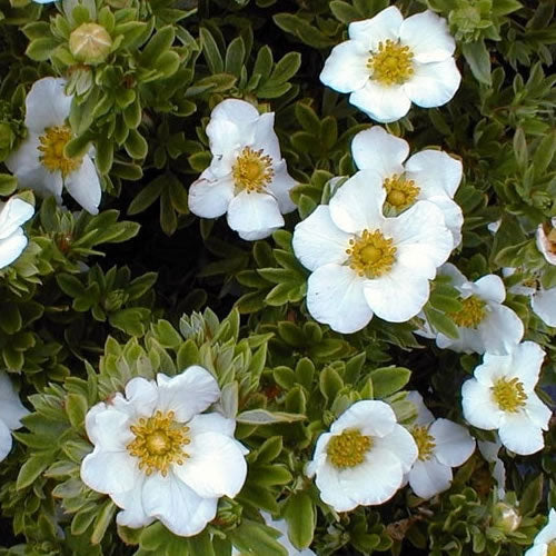 Potentilla 'Tilford Cream'