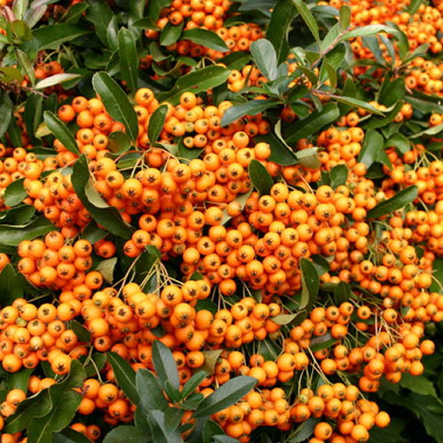 Orange Firethorn Hedge