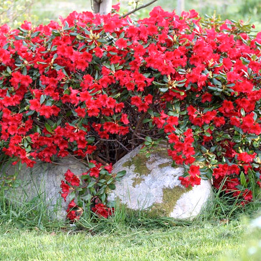 Rhododendron 'Baden-Baden'