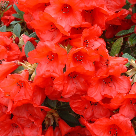 Rhododendron 'Elizabeth'