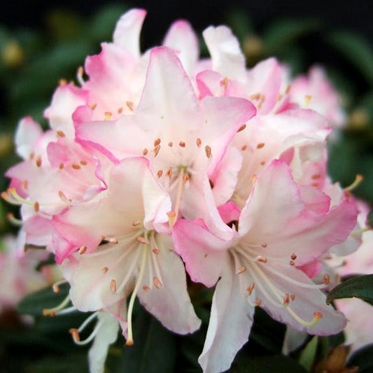 Rhododendron 'Ginny Gee'