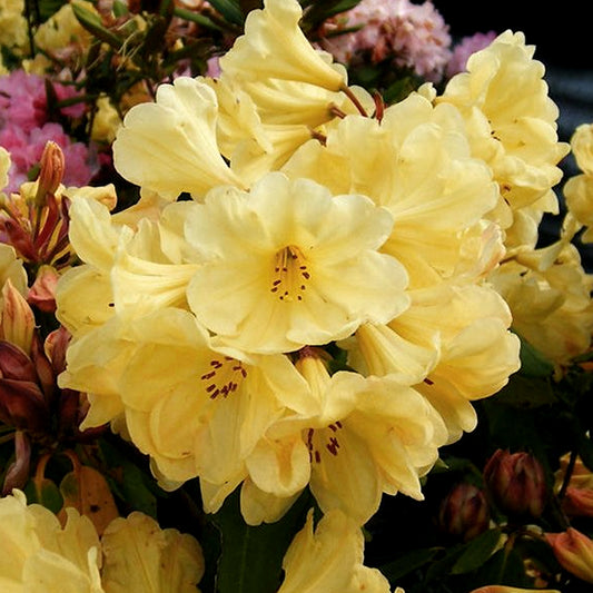 Rhododendron 'Golden Wonder'