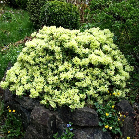 Rhododendron 'Shamrock'