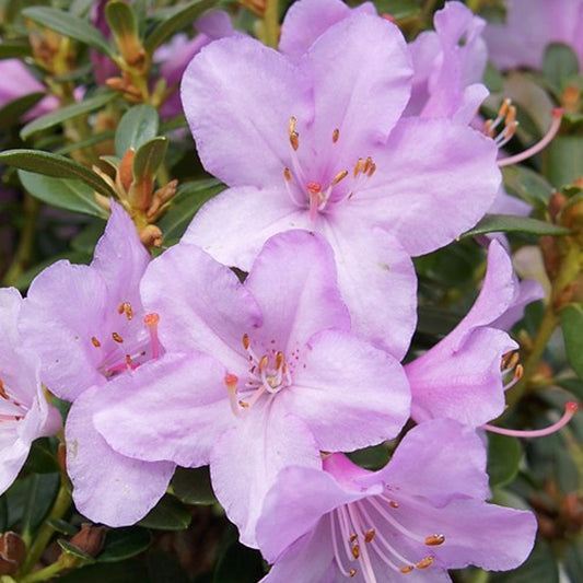 Rhododendron 'Snipe'