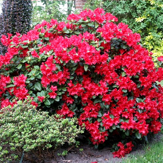 Rhododendron 'Scarlet Wonder'