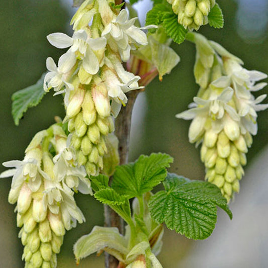 Ribes 'Elkington's White'