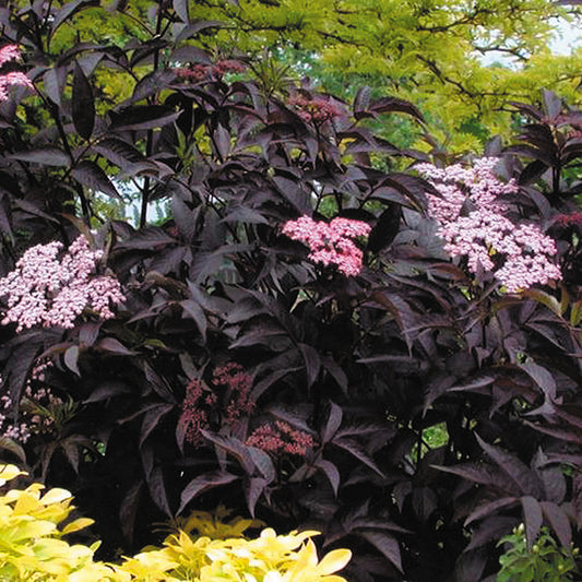 Sambucus 'Black Beauty'