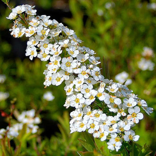 Spiraea arguta