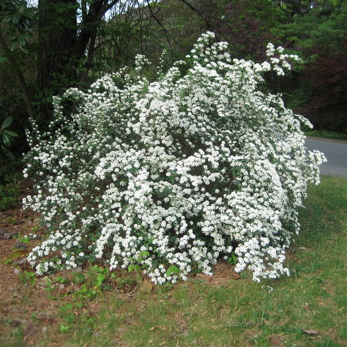 Spiraea 'Snowmound'