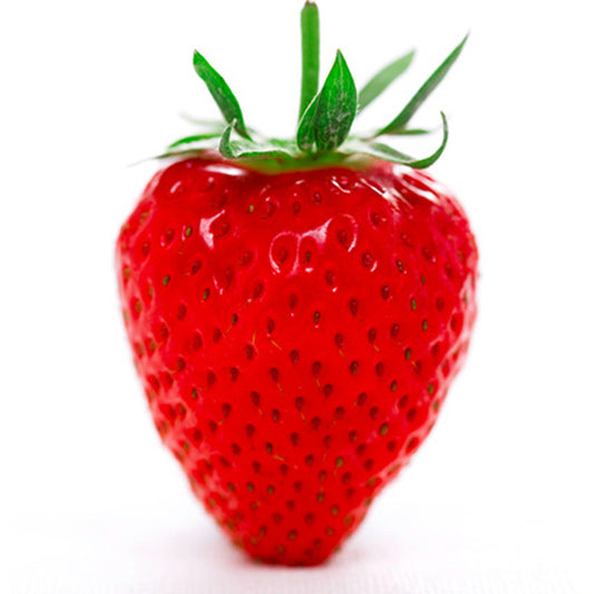 Strawberry 'Honeoye' Single