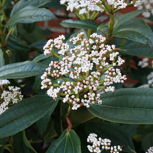 Viburnum davidii