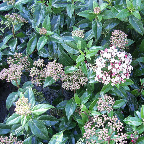 Viburnum 'Eve Price'