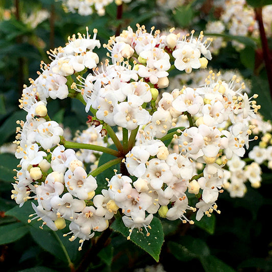 Viburnum 'French White'