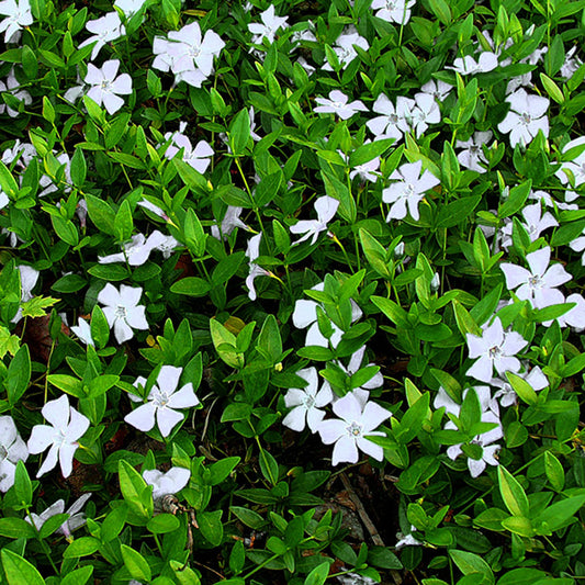 Vinca minor alba