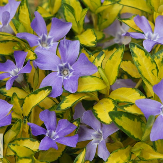 Vinca 'Illumination'