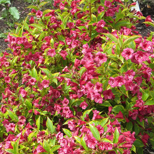 Weigela 'Brigela'