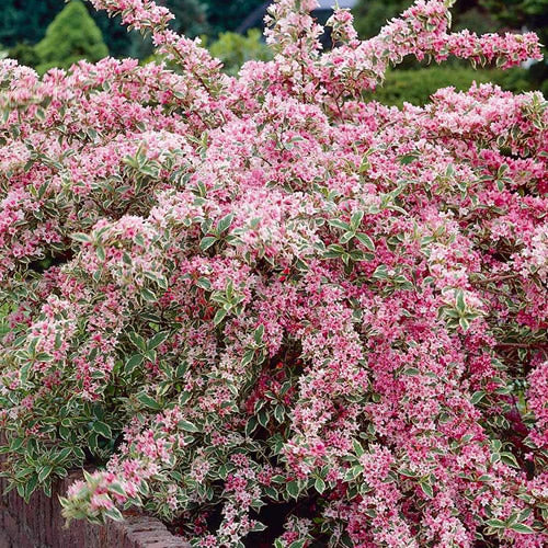 Weigela 'Variegata'