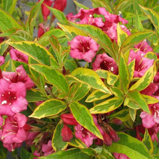 Weigela 'Moulin Rouge'