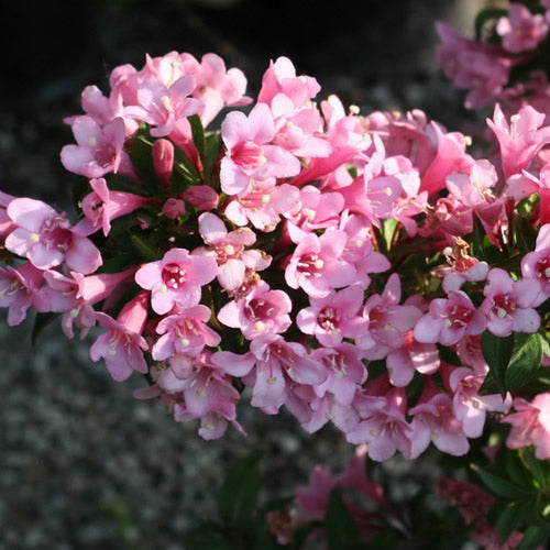 Weigela 'Pink Poppet'