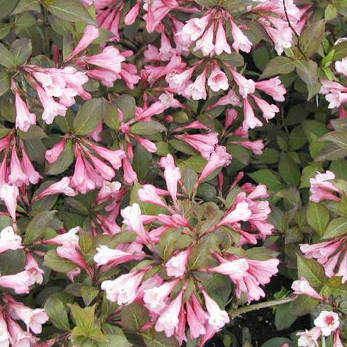 Weigela 'Foliis Purpureis'