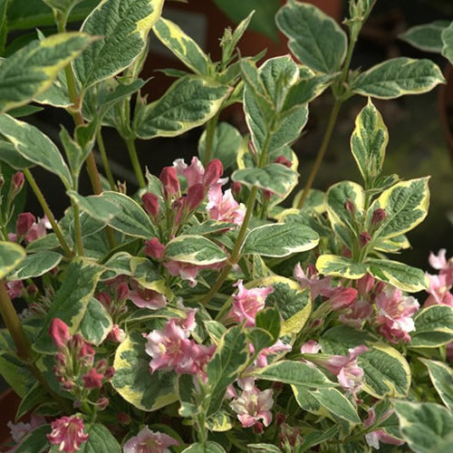 Weigela 'Kosteriana Variegata'