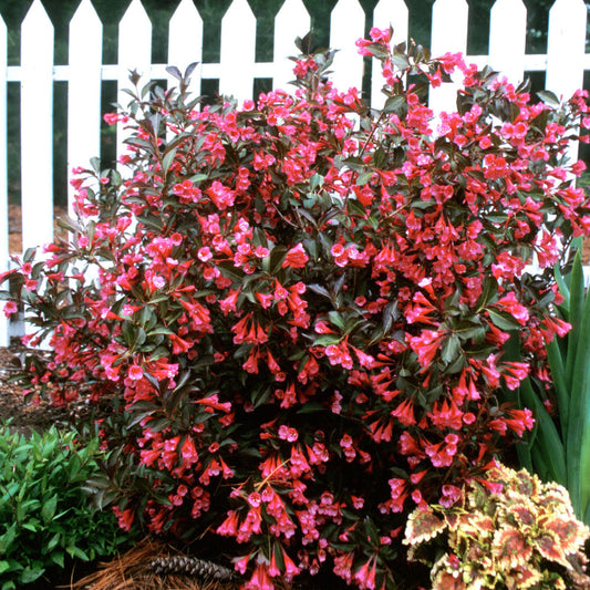 Weigela 'Wine and Roses'