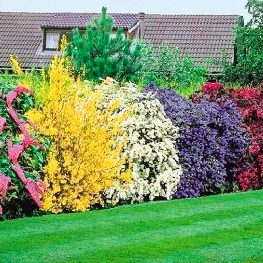 Flowering Hedge Mix